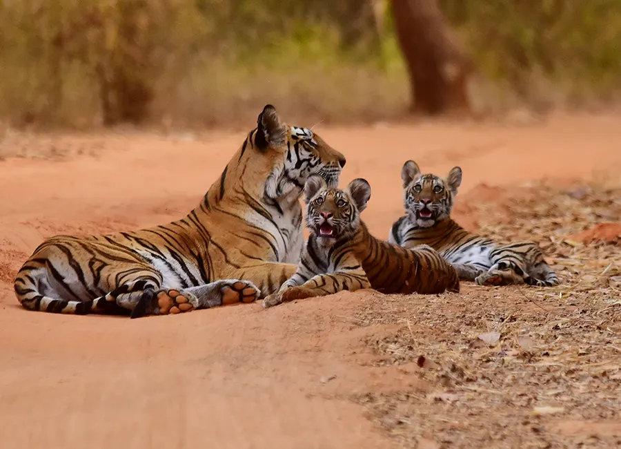 Tiger with cubs @ Bandhabgarh National Park