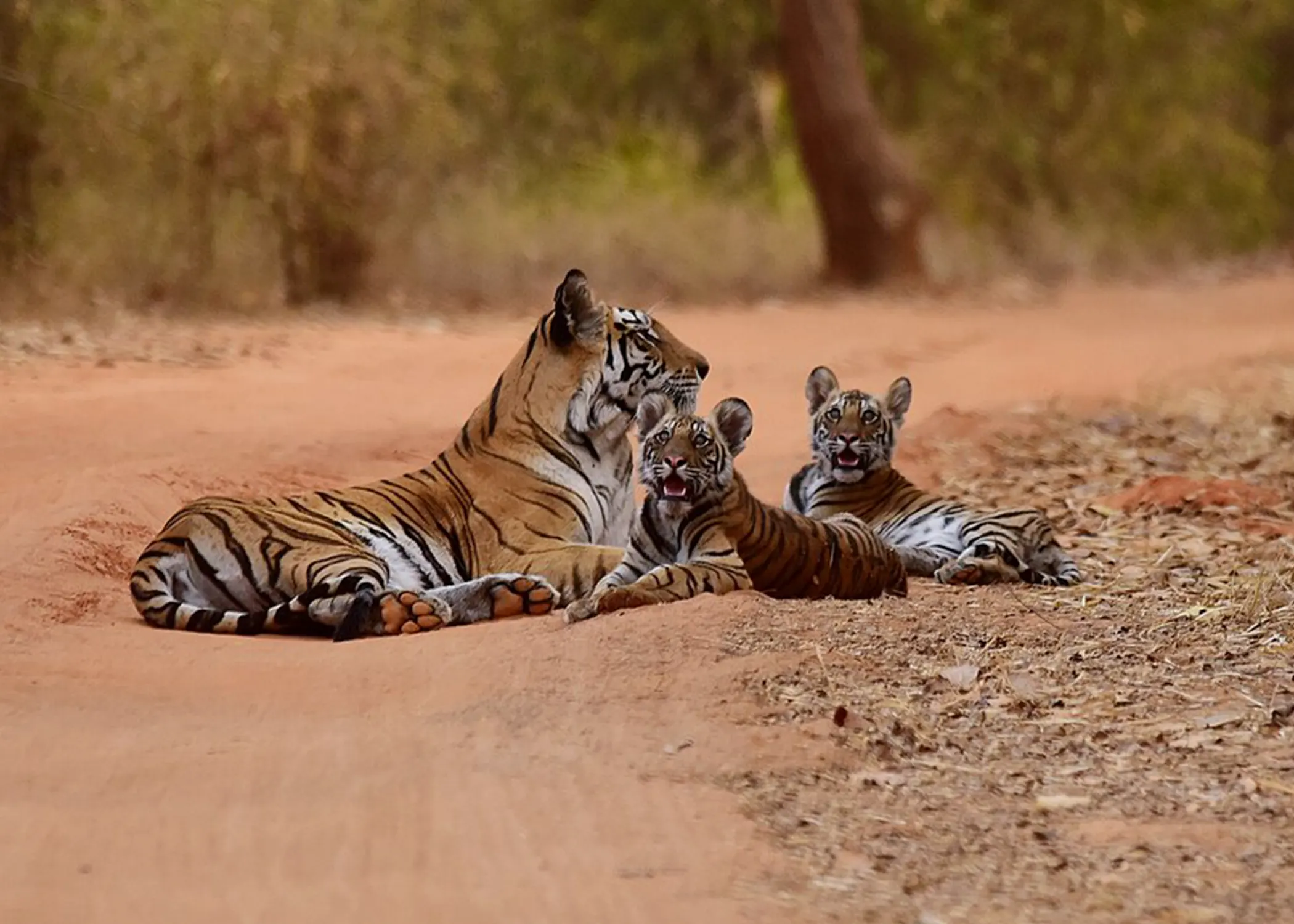 Bandhabgarh Safari 2