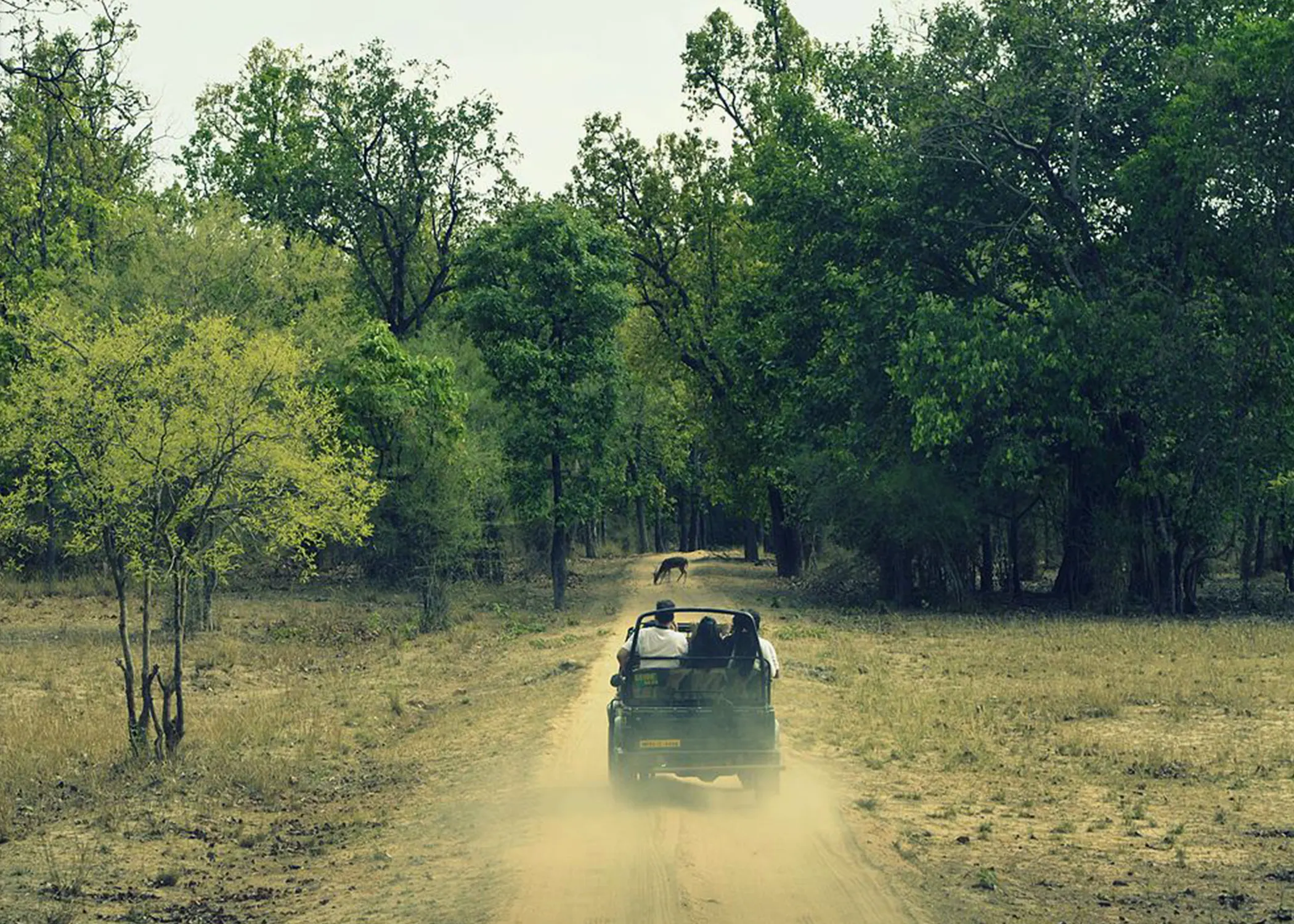 Bandhabgarh Safari 3