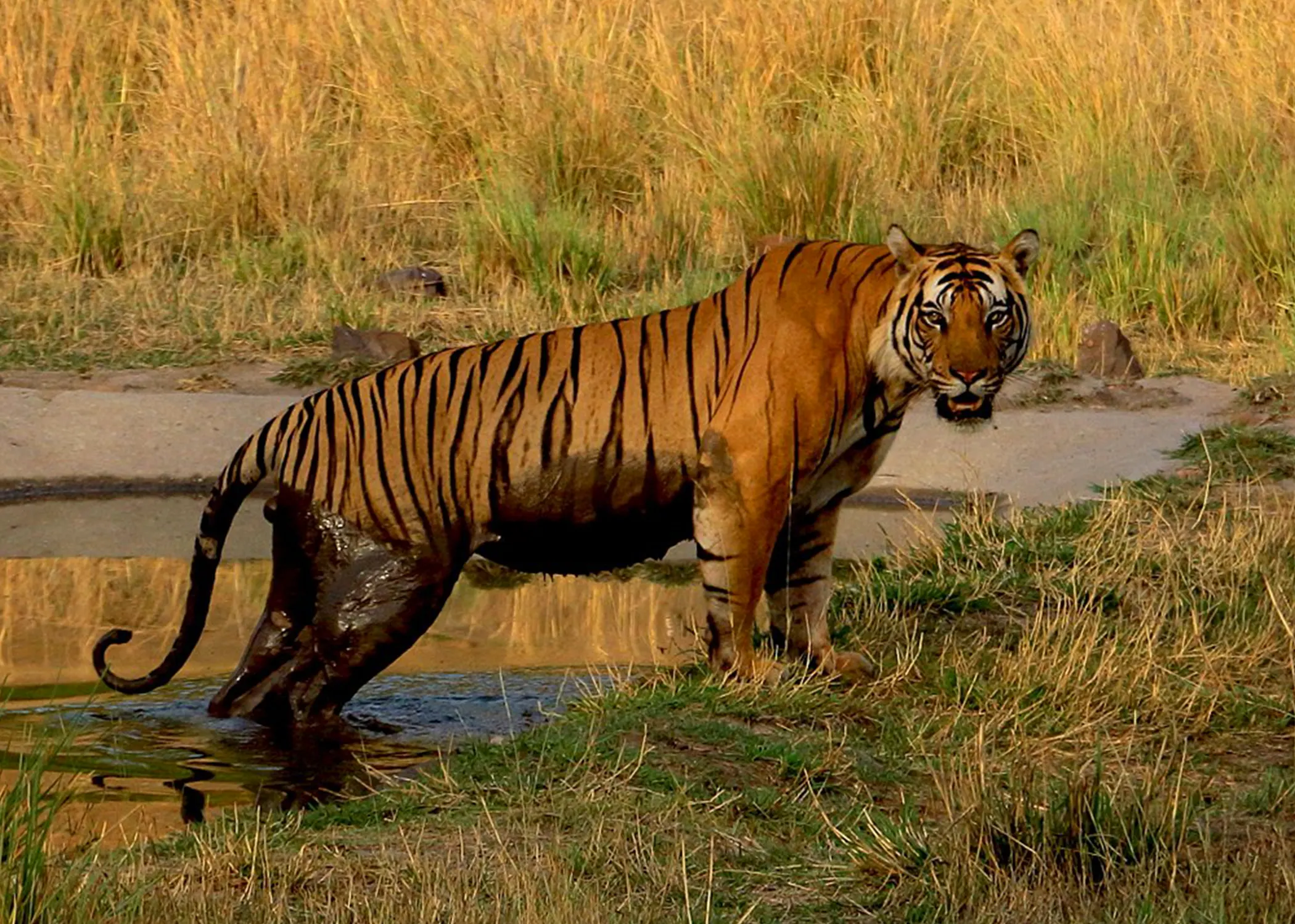 Bandhabgarh Safari 4