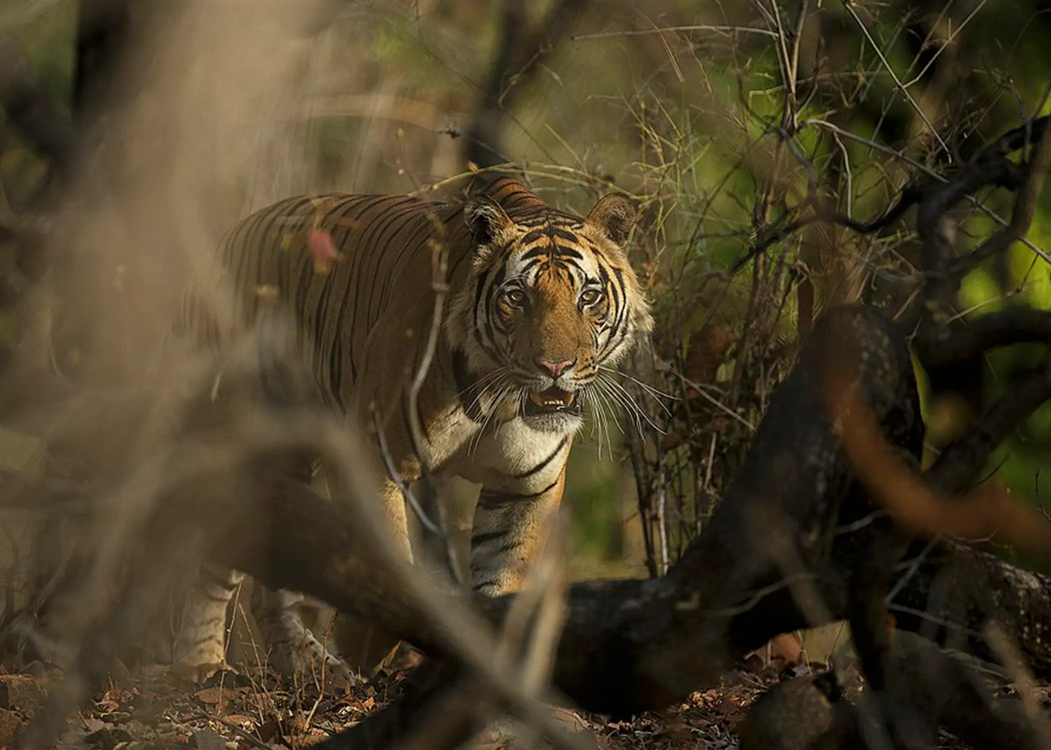 Bandhabgarh Safari 5