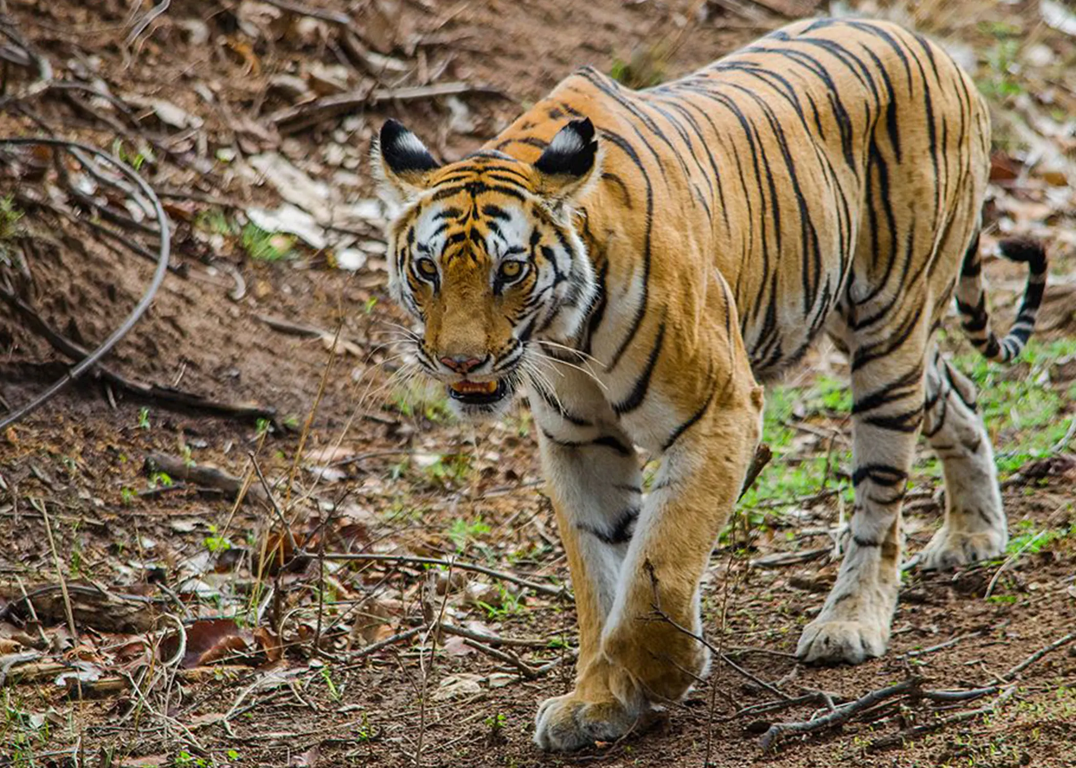 Bandhabgarh Safari 6