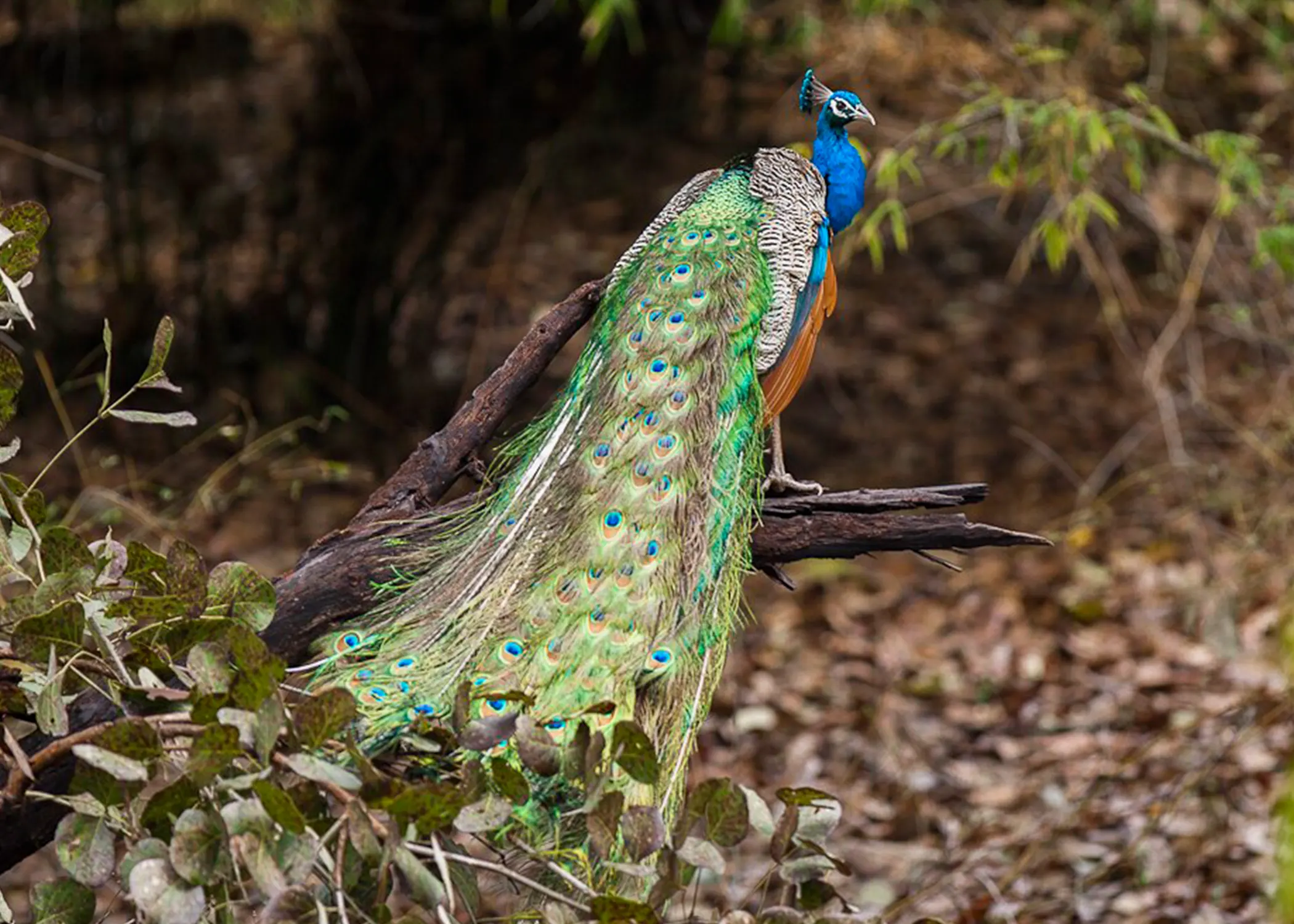 Bandhabgarh Safari 7