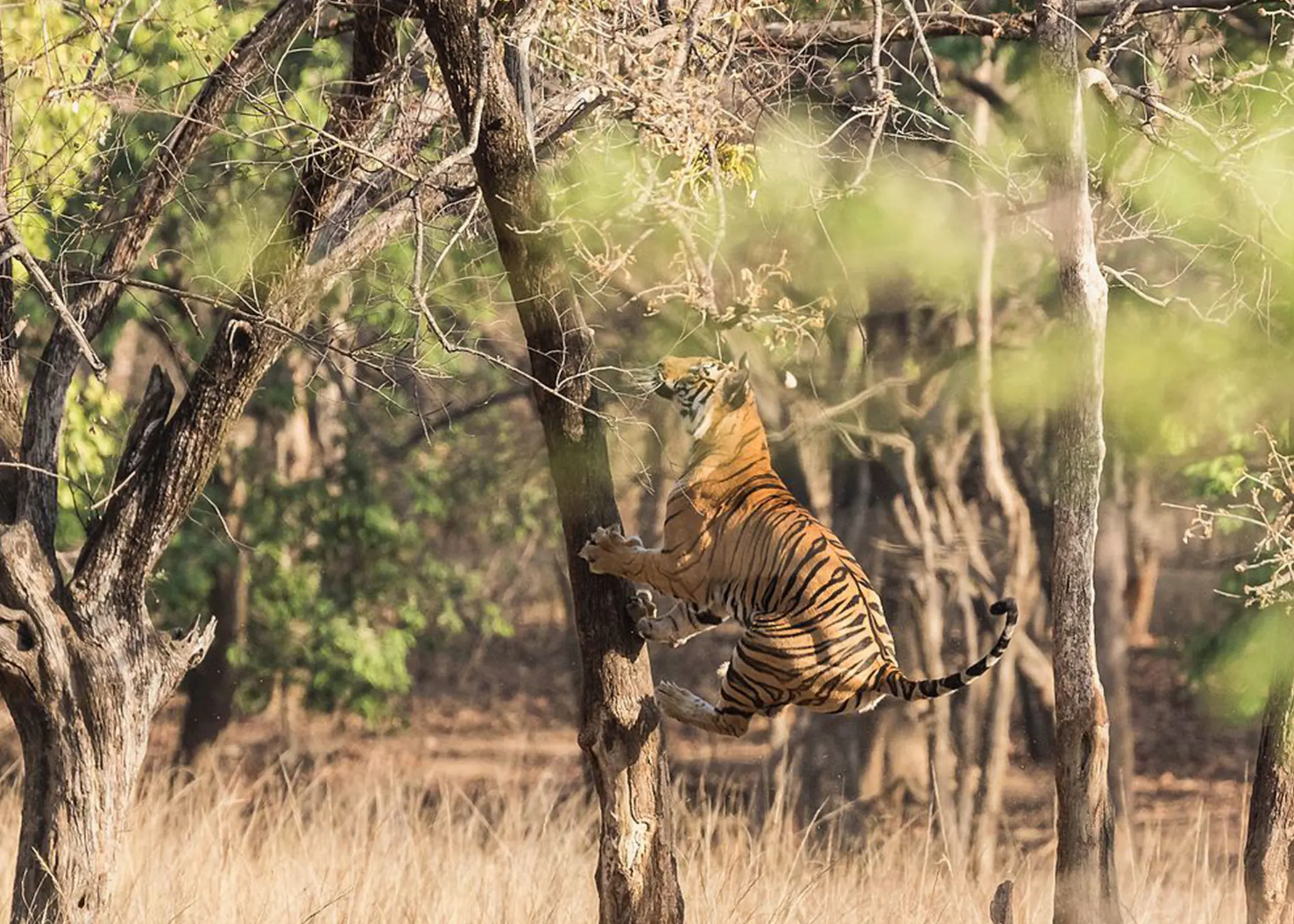 Bandhabgarh Safari 8