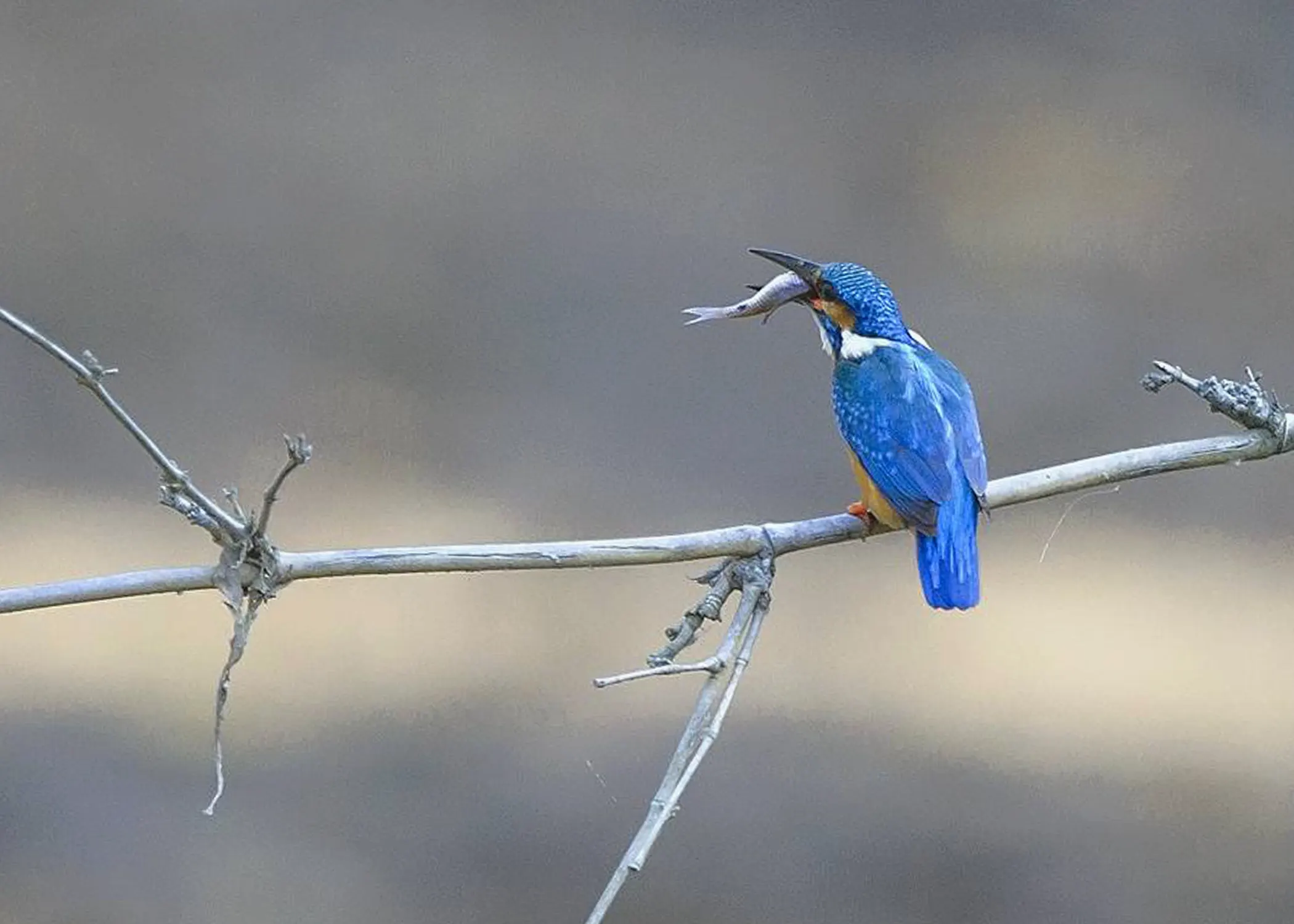 Bandhabgarh Safari 9