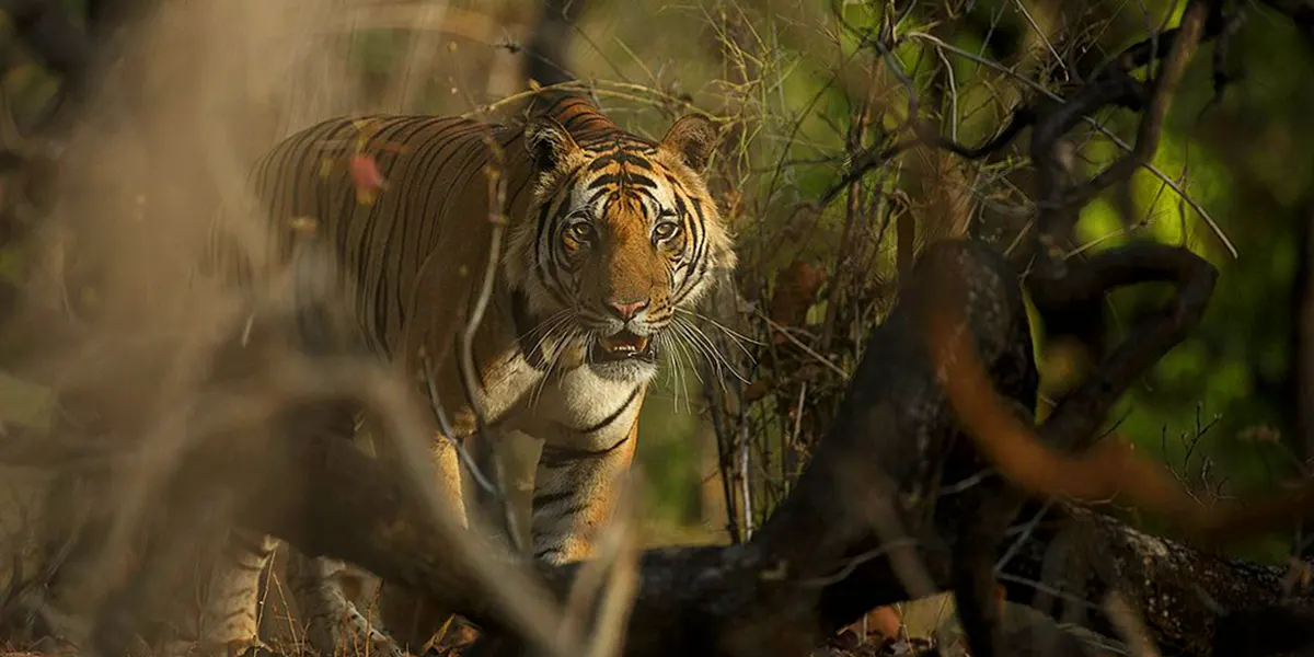 Feature Image @ Bandhabgarh Safari