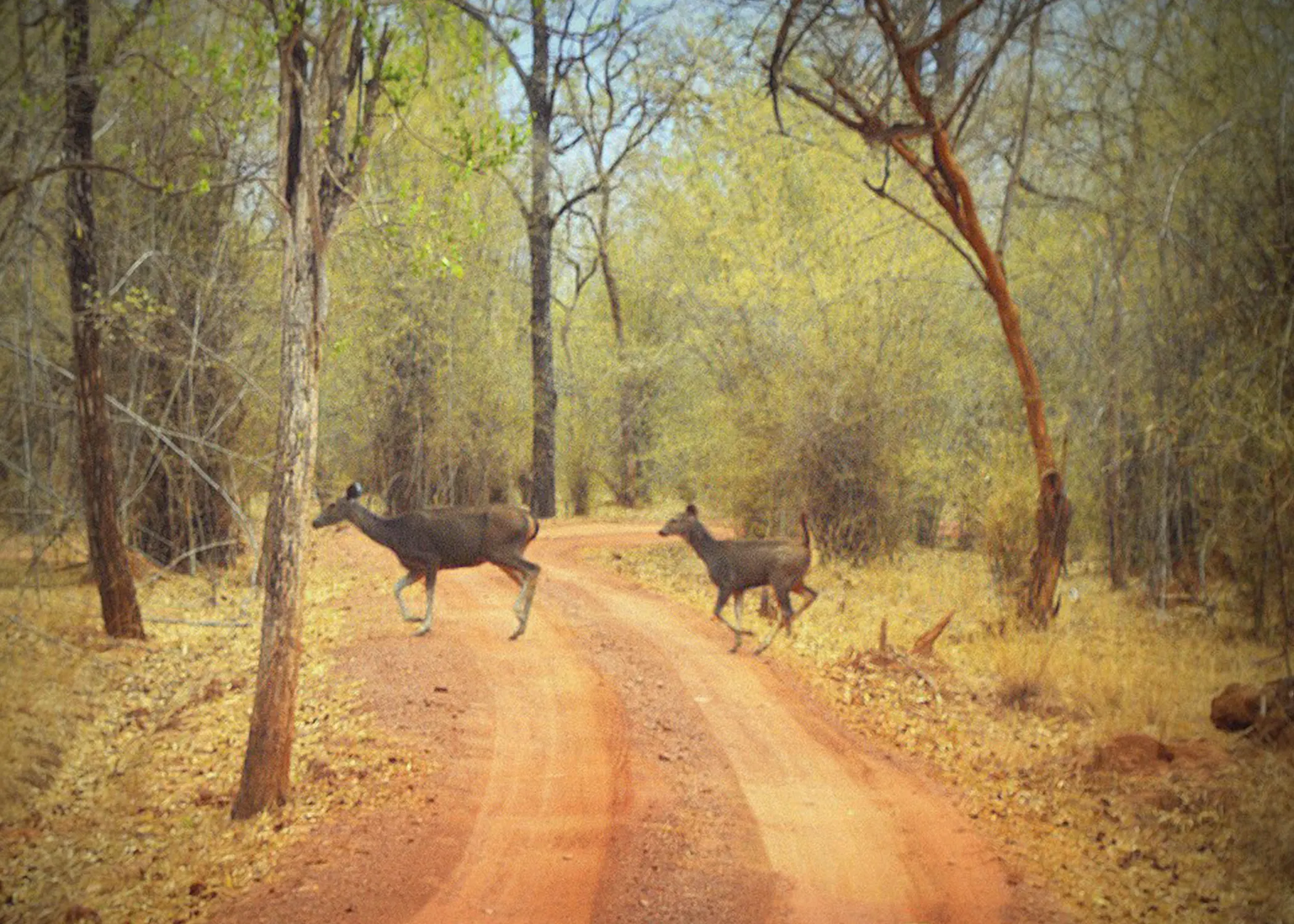 Bandhabgarh Safari 19