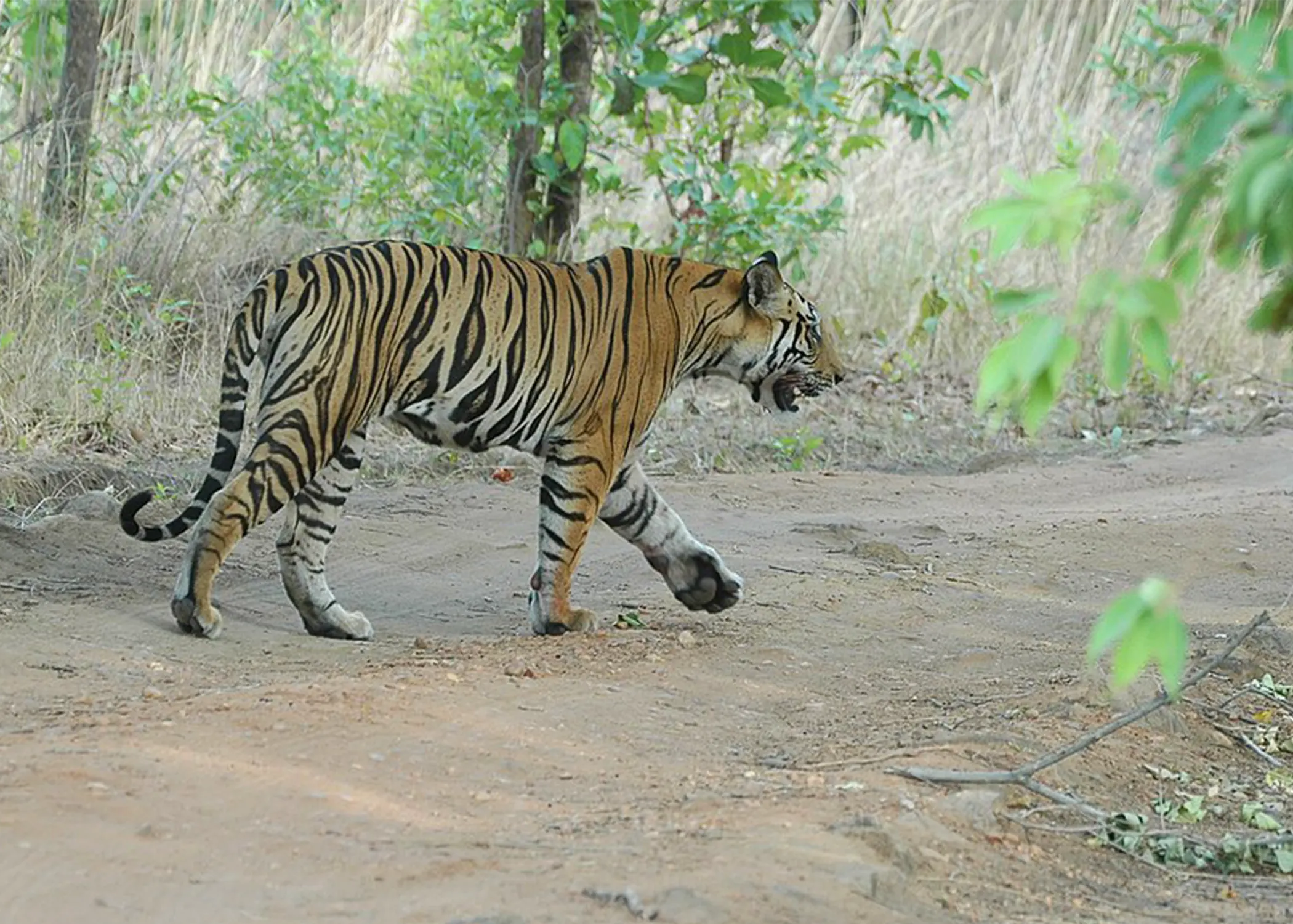 Bandhabgarh Safari 20