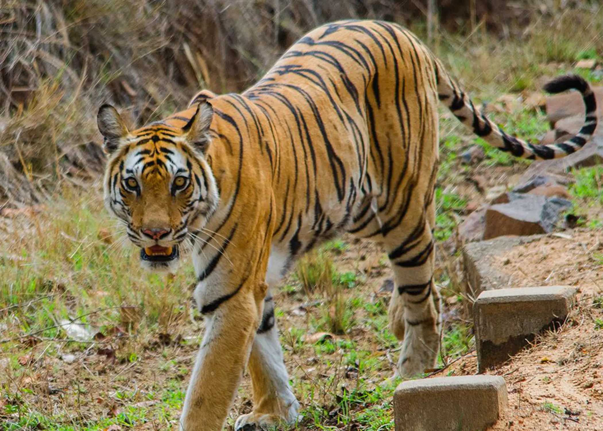 Bandhabgarh Safari 21