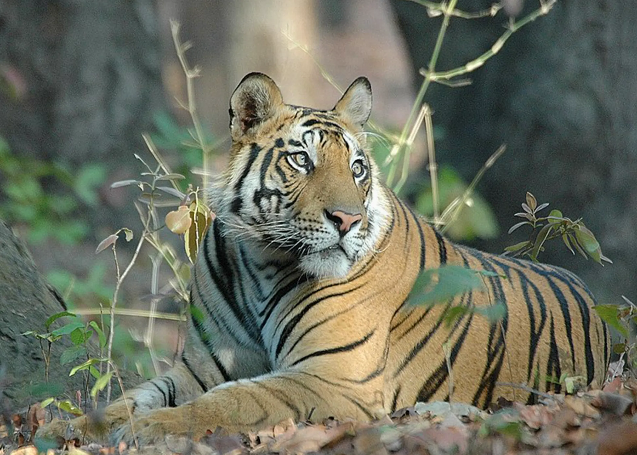 Bandhabgarh Safari 22