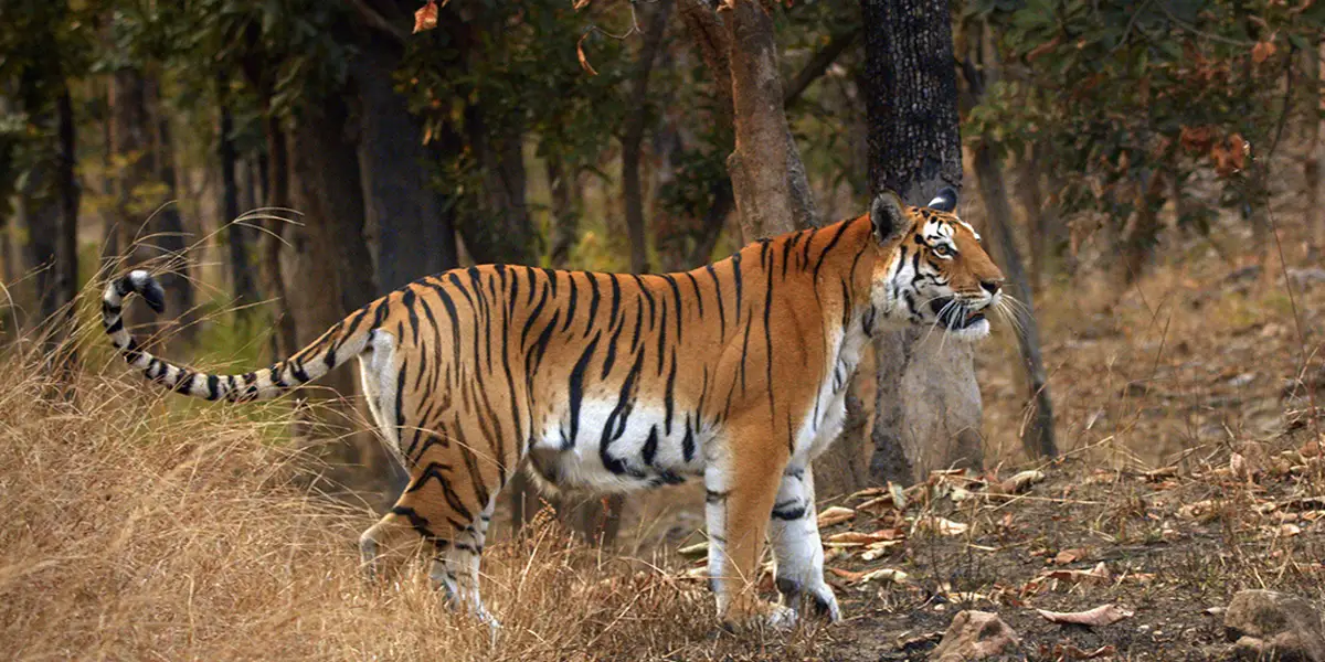Pench National Park