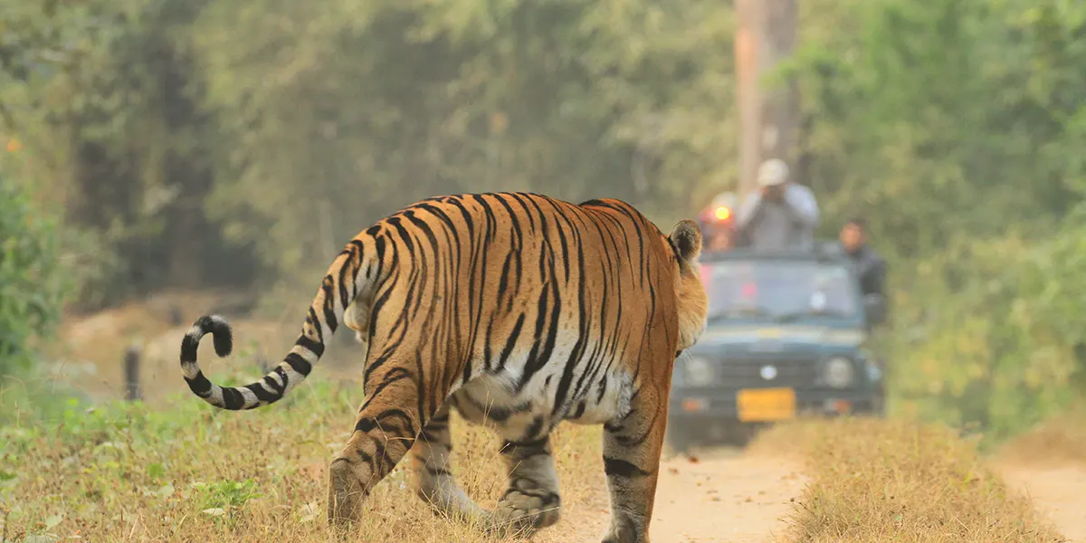 Kanha National Park
