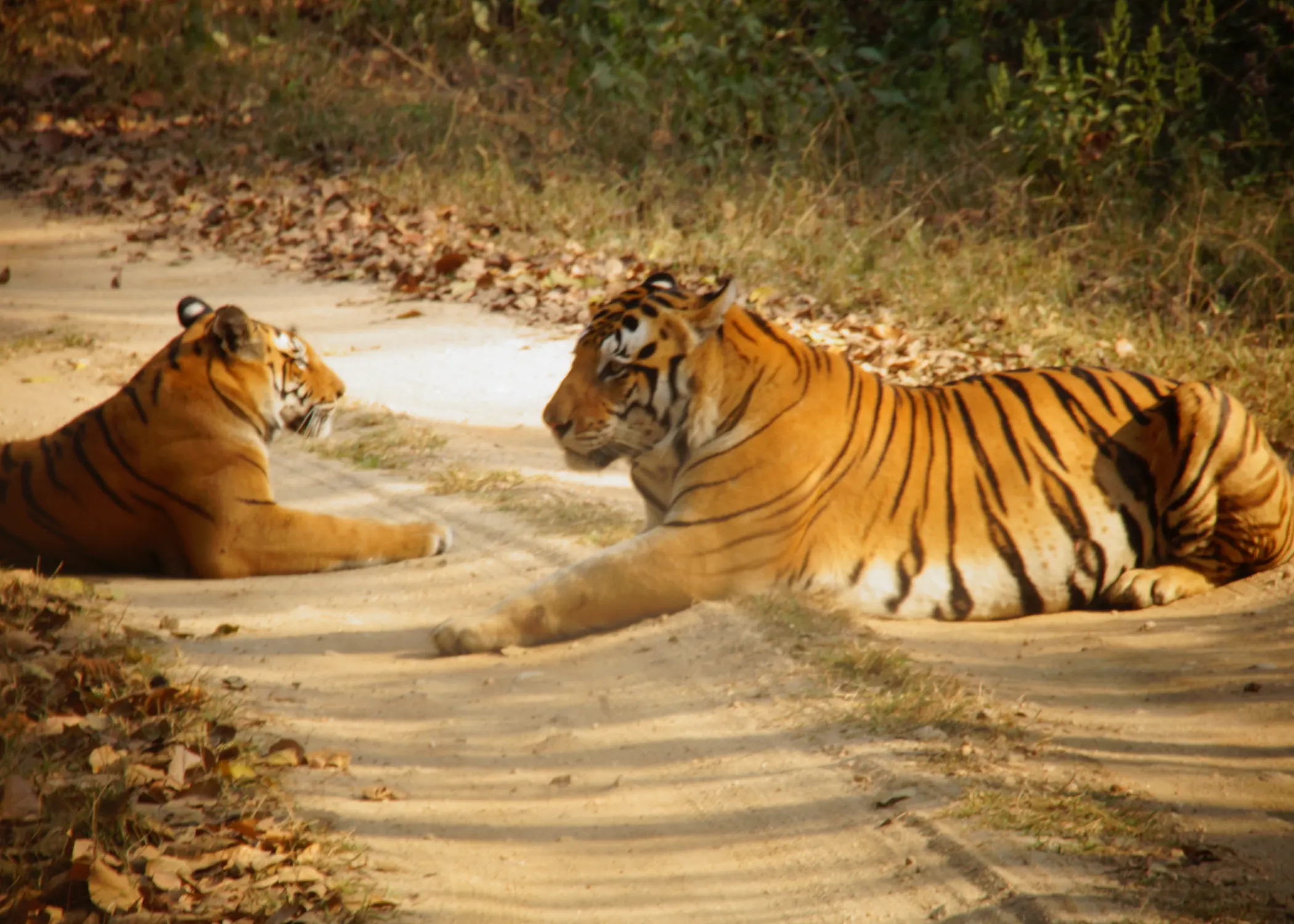 Kanha Safari 1