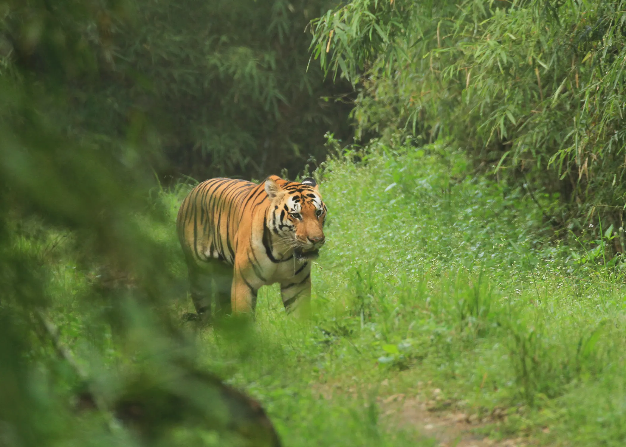 Kanha Safari 10
