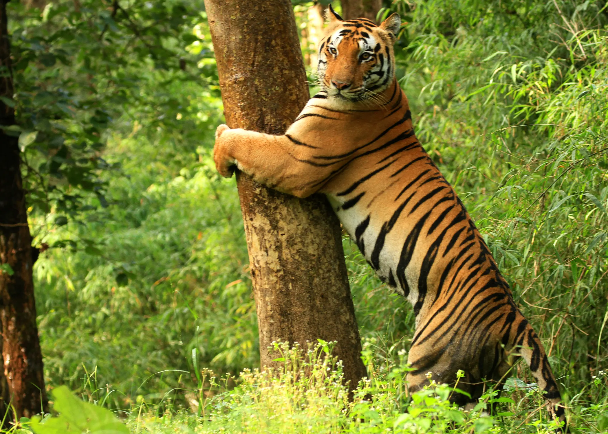 Kanha Safari 2