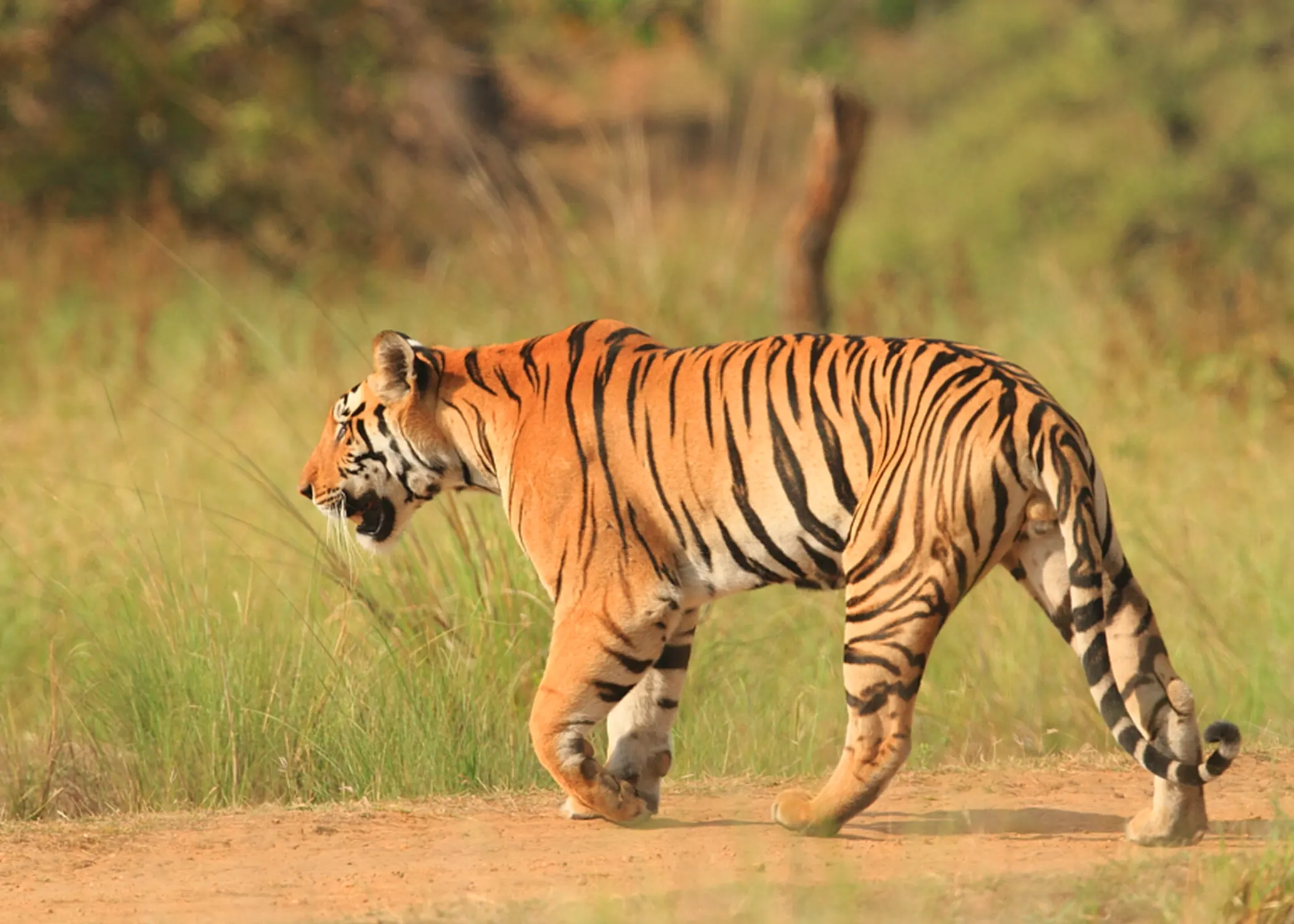 Kanha Safari 3