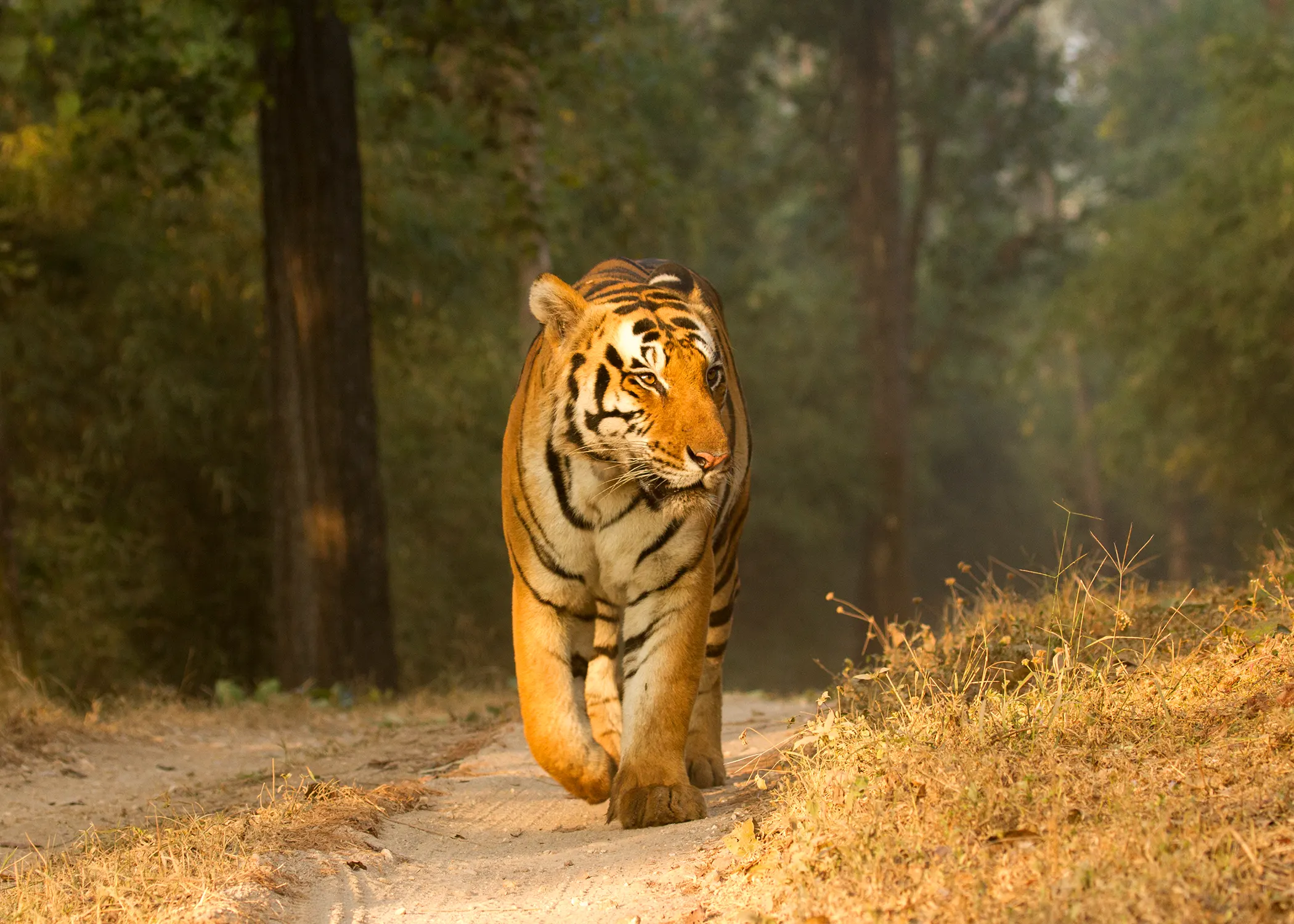 Kanha Safari 4