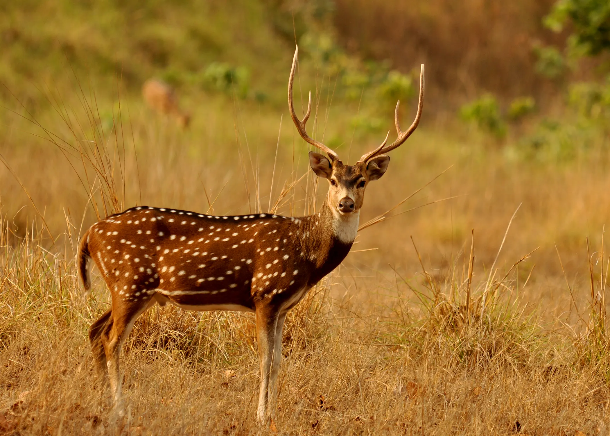Kanha Safari 5