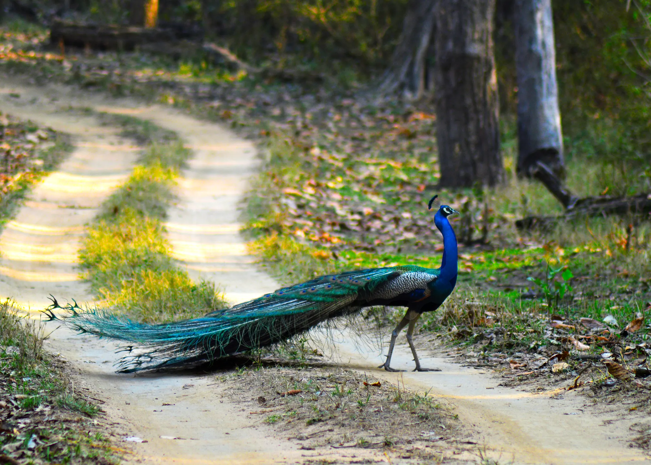 Kanha Safari 6