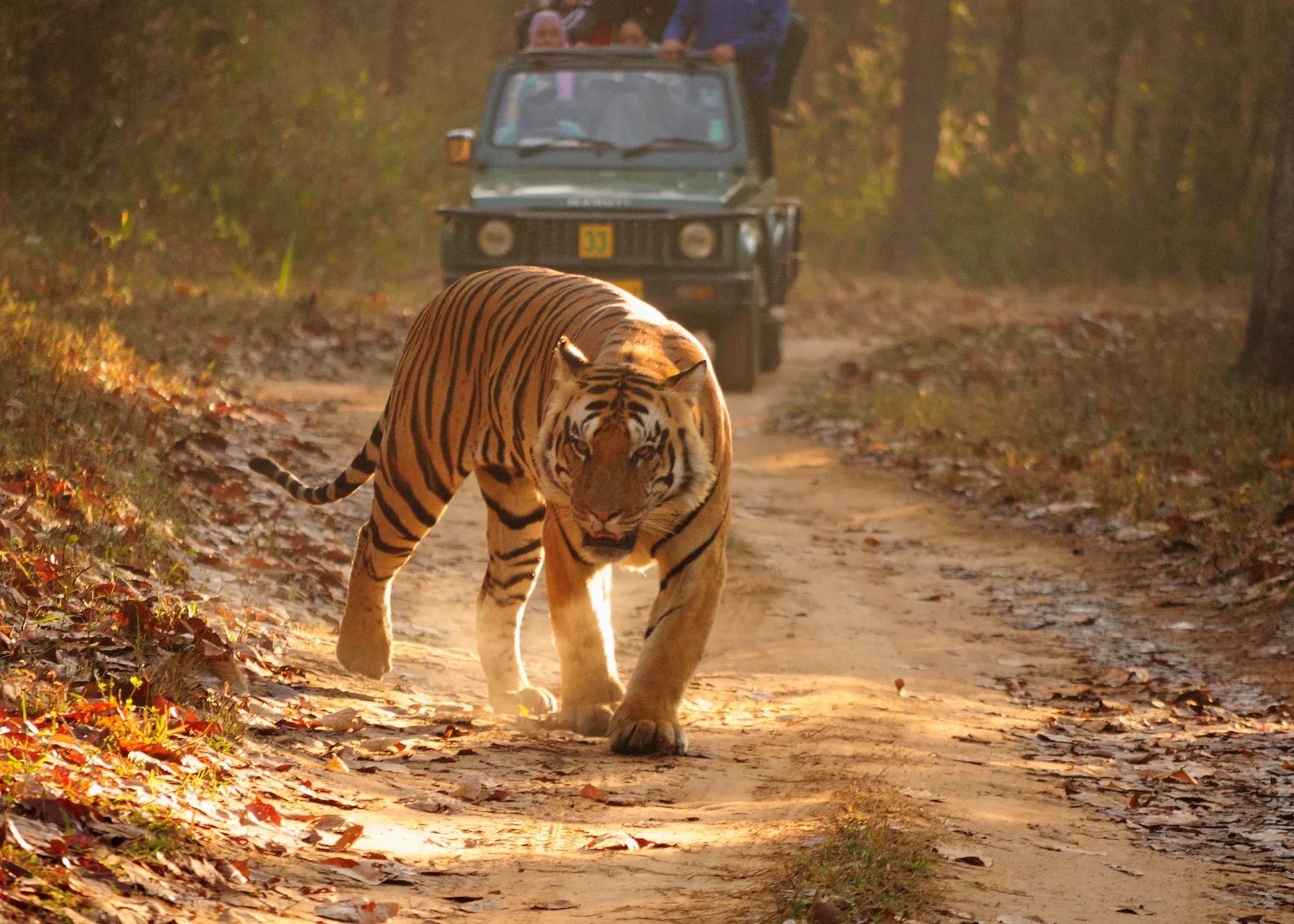 Kanha Safari 7