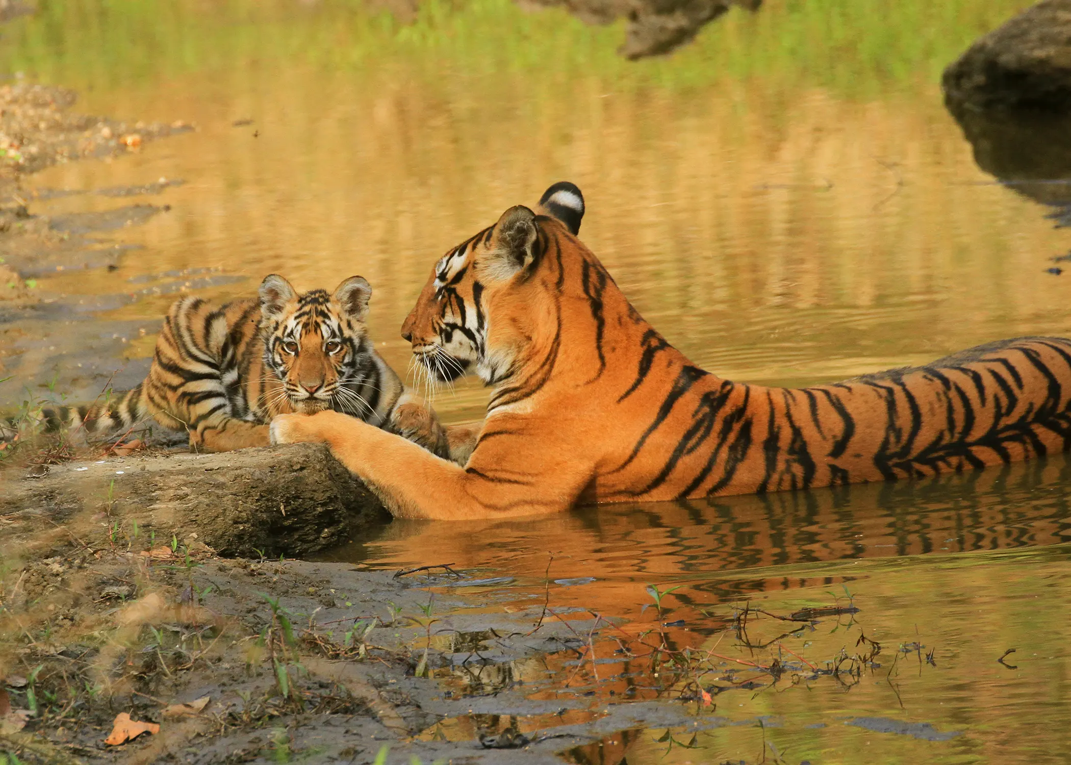 Kanha Safari 8