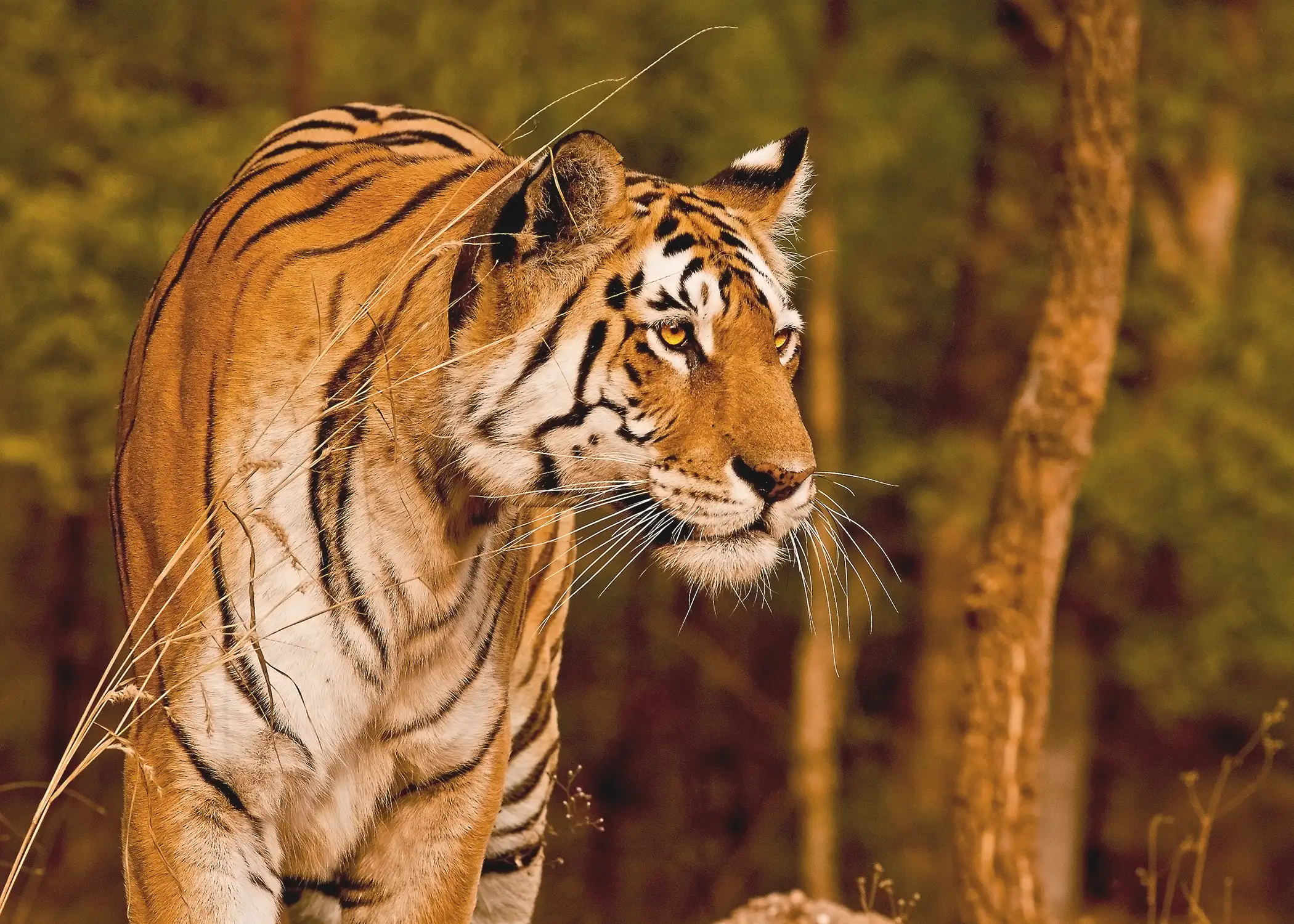 Pench Tiger Reserve 1