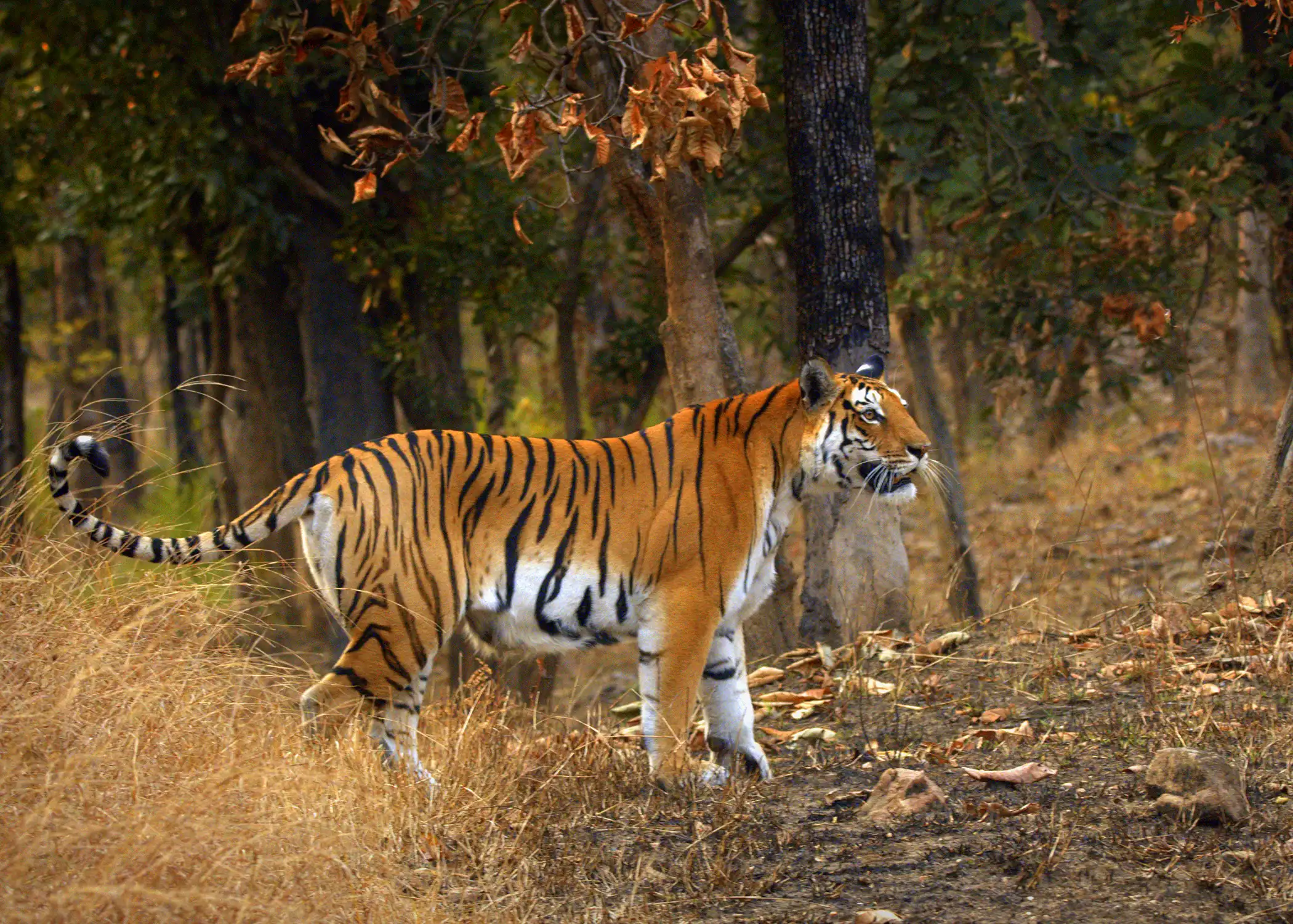 Pench Tiger Reserve 2