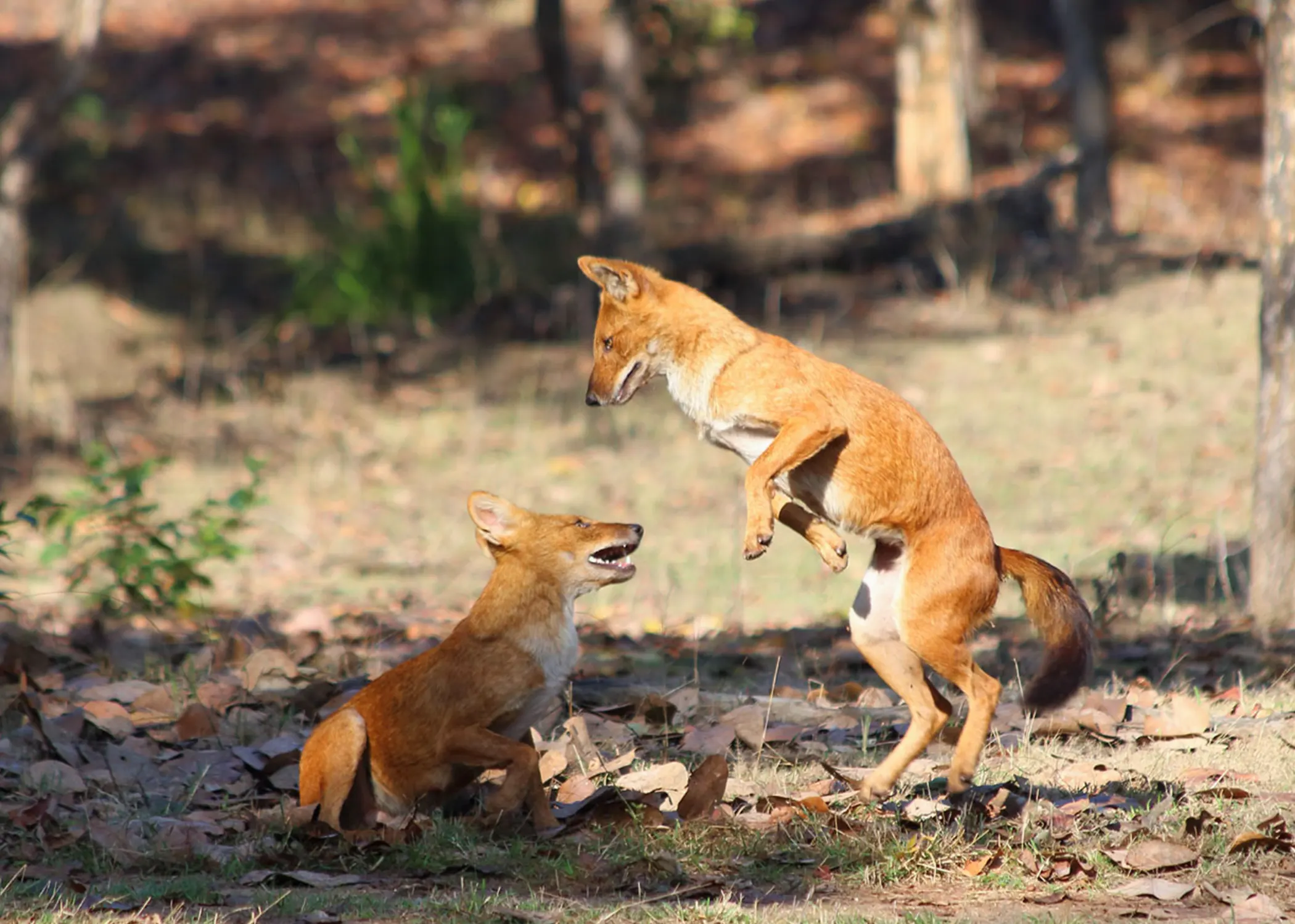 Pench Tiger Reserve 20