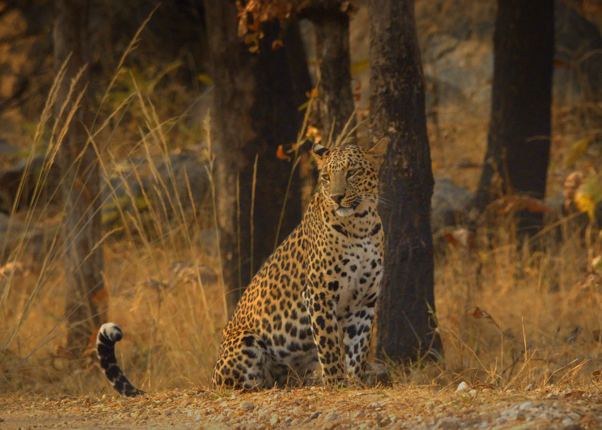 Pench Tiger Reserve 3