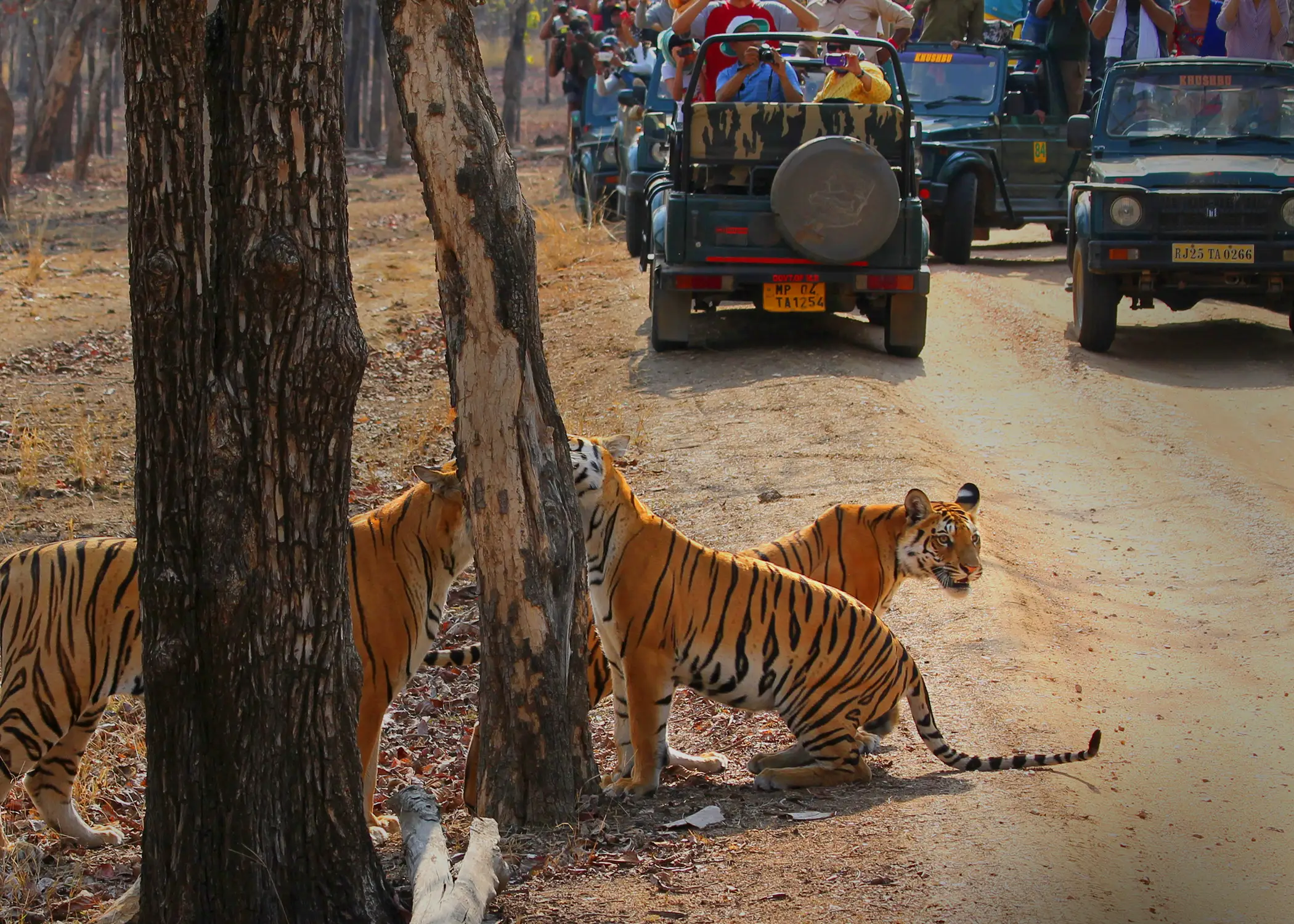 Pench Tiger Reserve 5