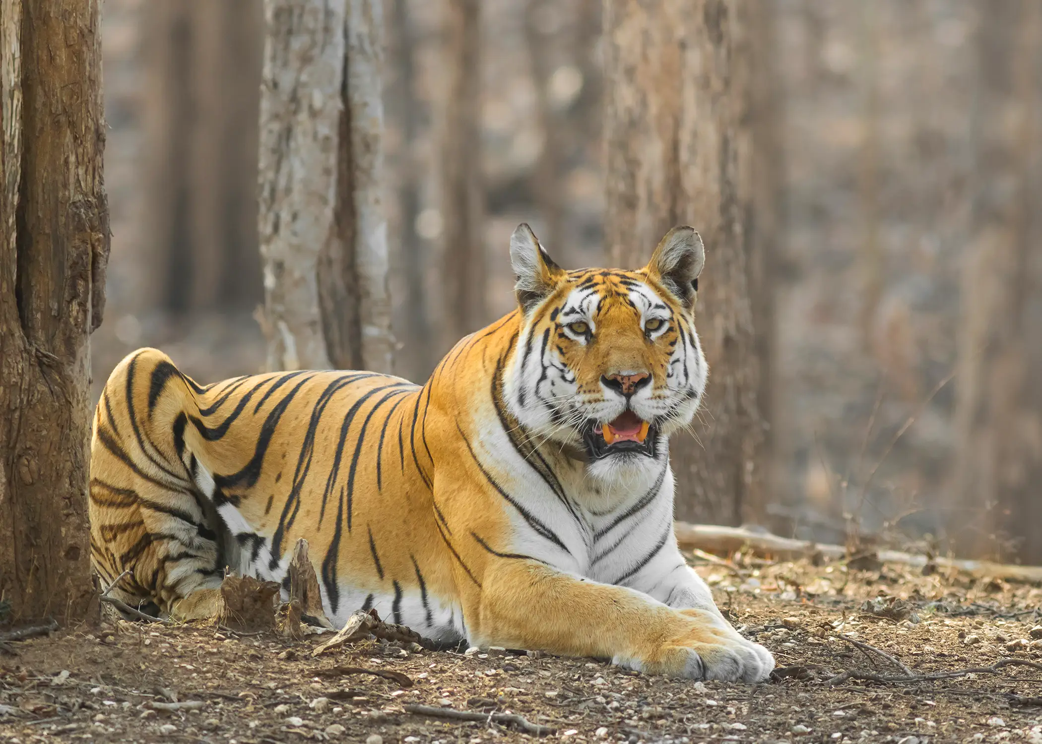 Pench Tiger Reserve 6