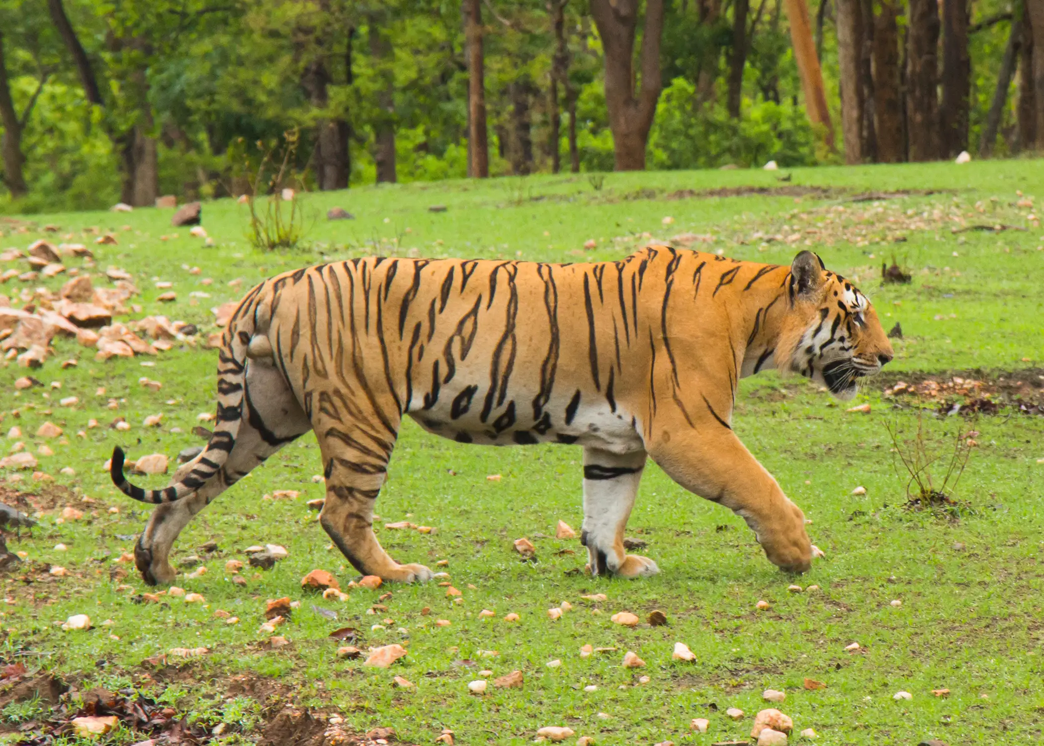 Pench Tiger Reserve 7