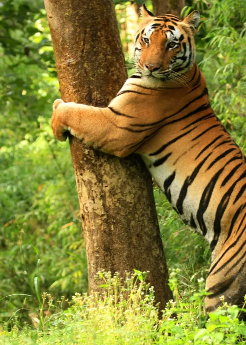 Kanha Safari 2